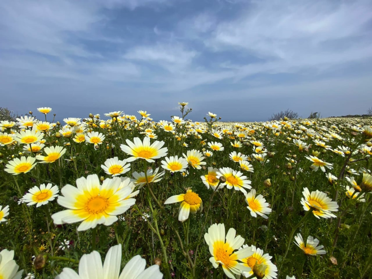 Spring at our pension