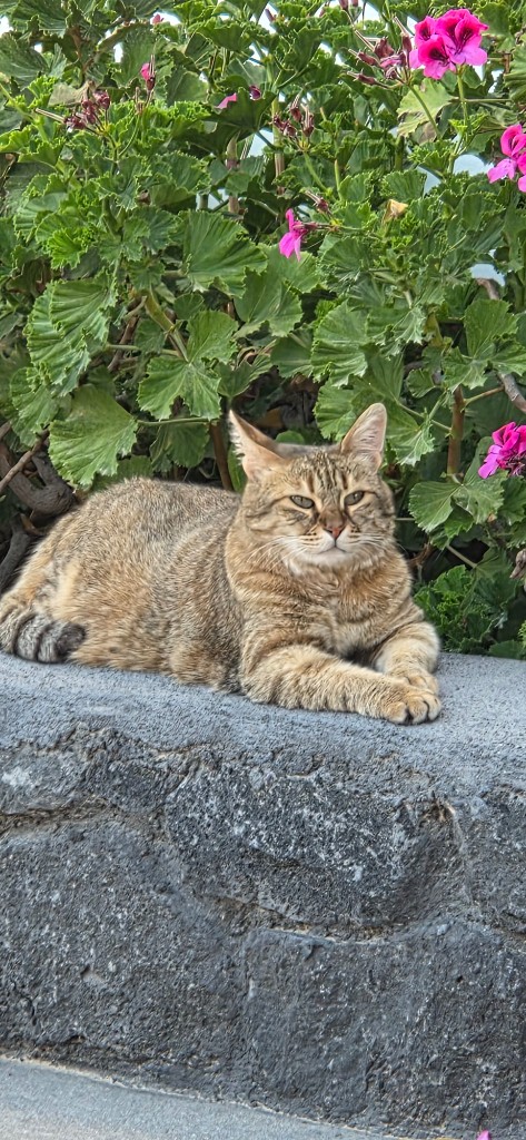 Eine Hauskatze auf der Terrassenmauer