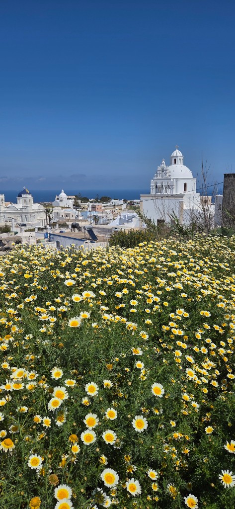 Frühlingsblumen mit Dorf und Meer im Hintergrund